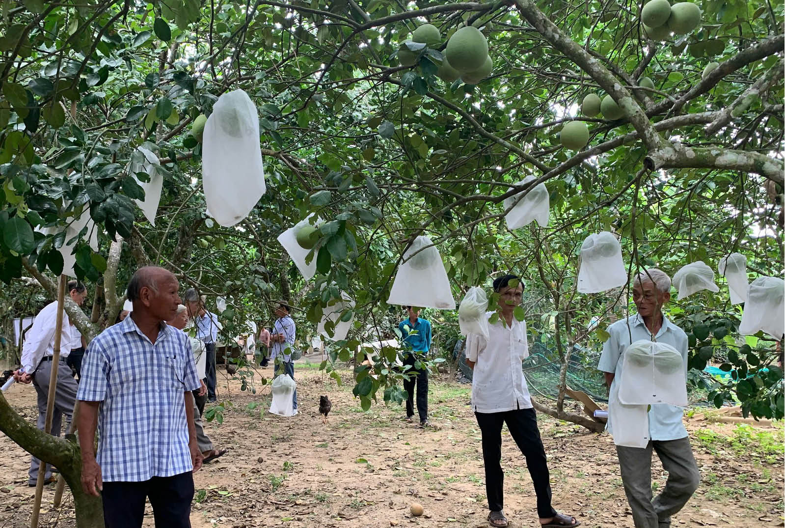 Xây dựng chuỗi liên kết, mở rộng đầu ra cho thanh trà Huế