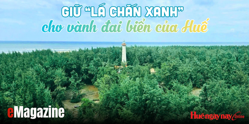 Giữ “lá chắn xanh” cho vành đai biển của Huế - Kỳ 1 Biển tiến, rừng lùi