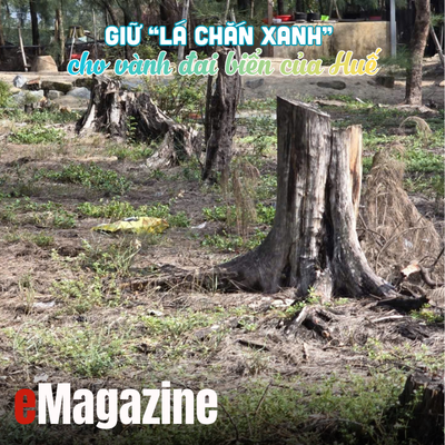 Giữ “lá chắn xanh” cho vành đai biển của Huế - Kỳ 2 Rừng thưa, hiểm họa sát sườn
