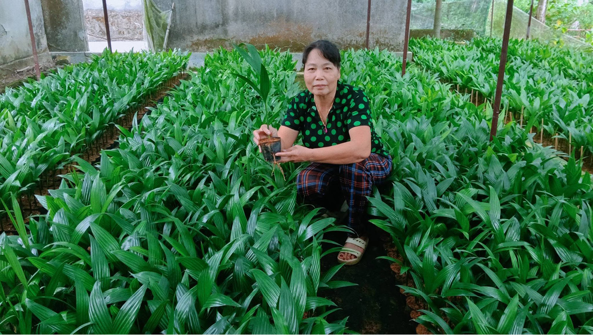 Vươn lên từ mô hình kinh tế đồi rừng