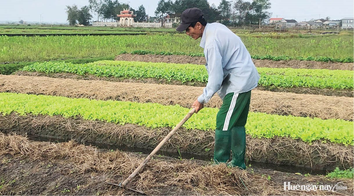 Phong Phú mở hướng phát triển, tạo cực tăng trưởng mới