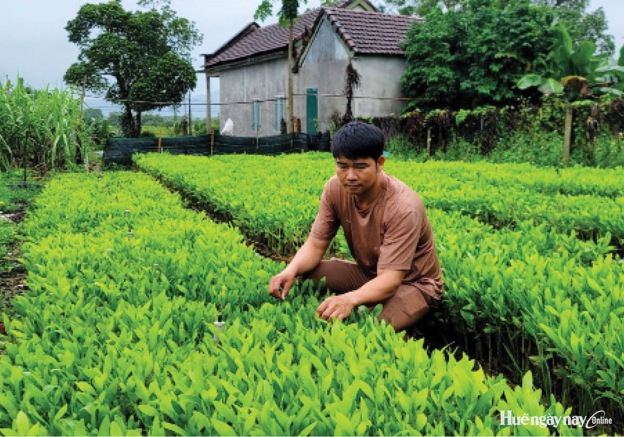 Từ cây tràm mở hướng làm ăn