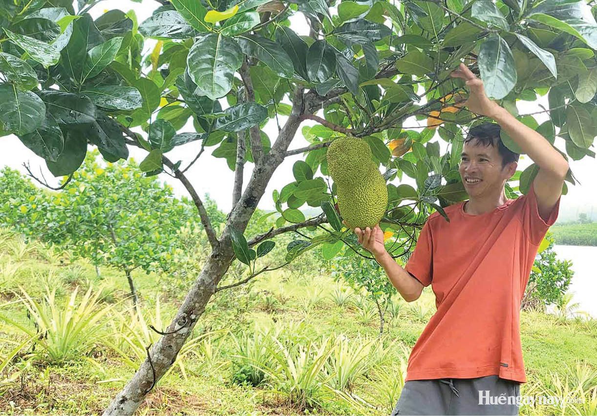 Bám đất đồi, gây dựng sinh kế