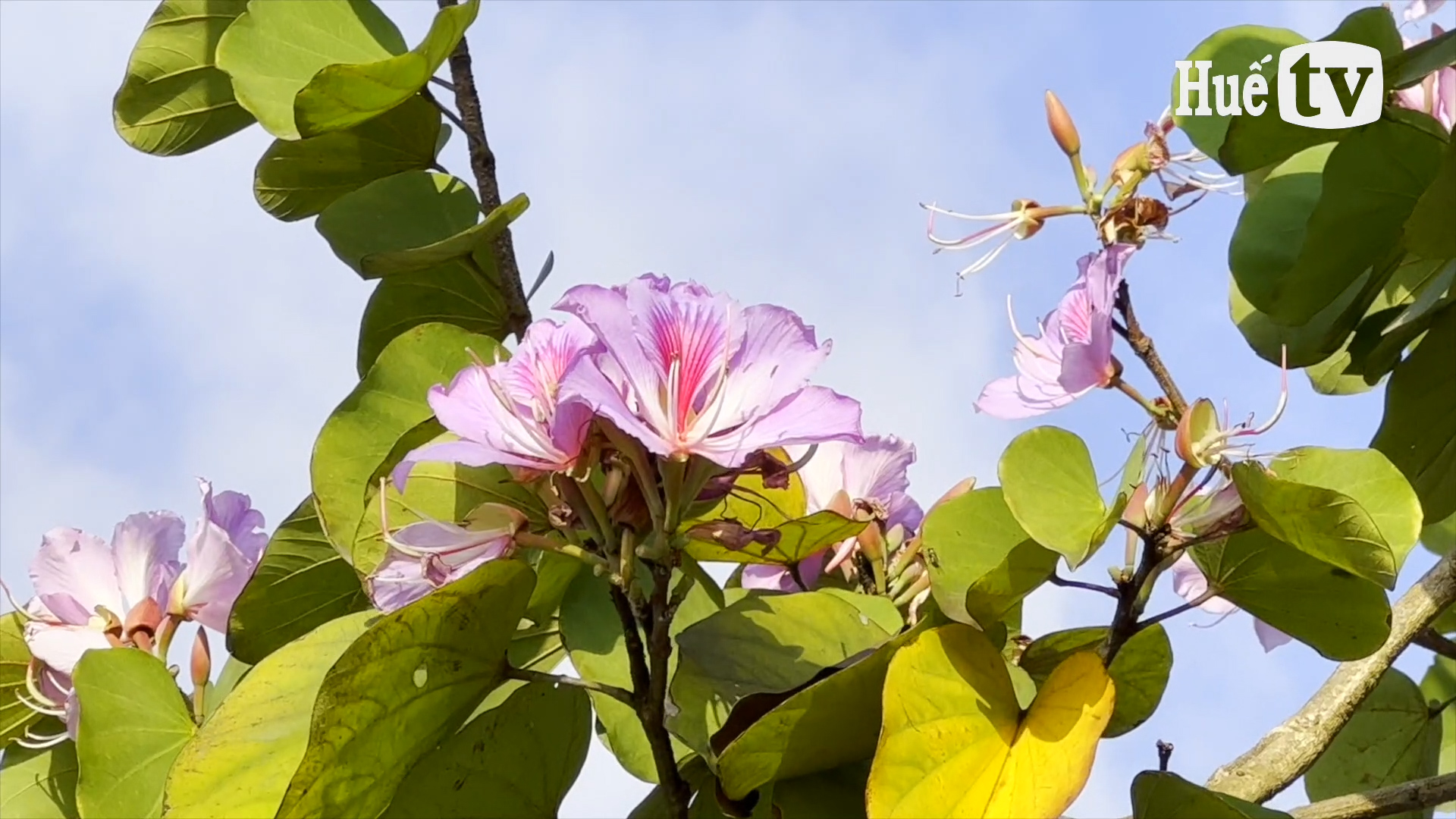 Abloom A Luoi orchid tree flowers