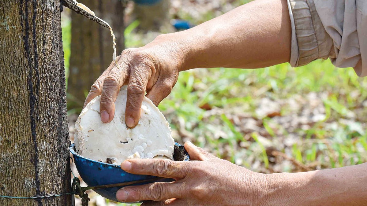 The happy smile in rubber latex harvest season