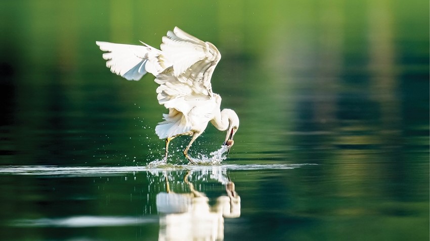 Catching the moments of birds