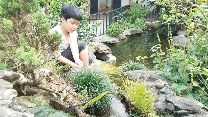 A fragrant species of sweet flag