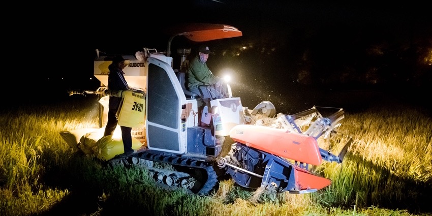 Bustling rice harvesting at night