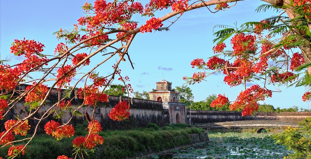 Poetic Hue in blooming season of flamboyant flowers