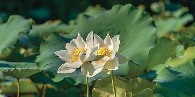 Spreading the values of Hue lotus