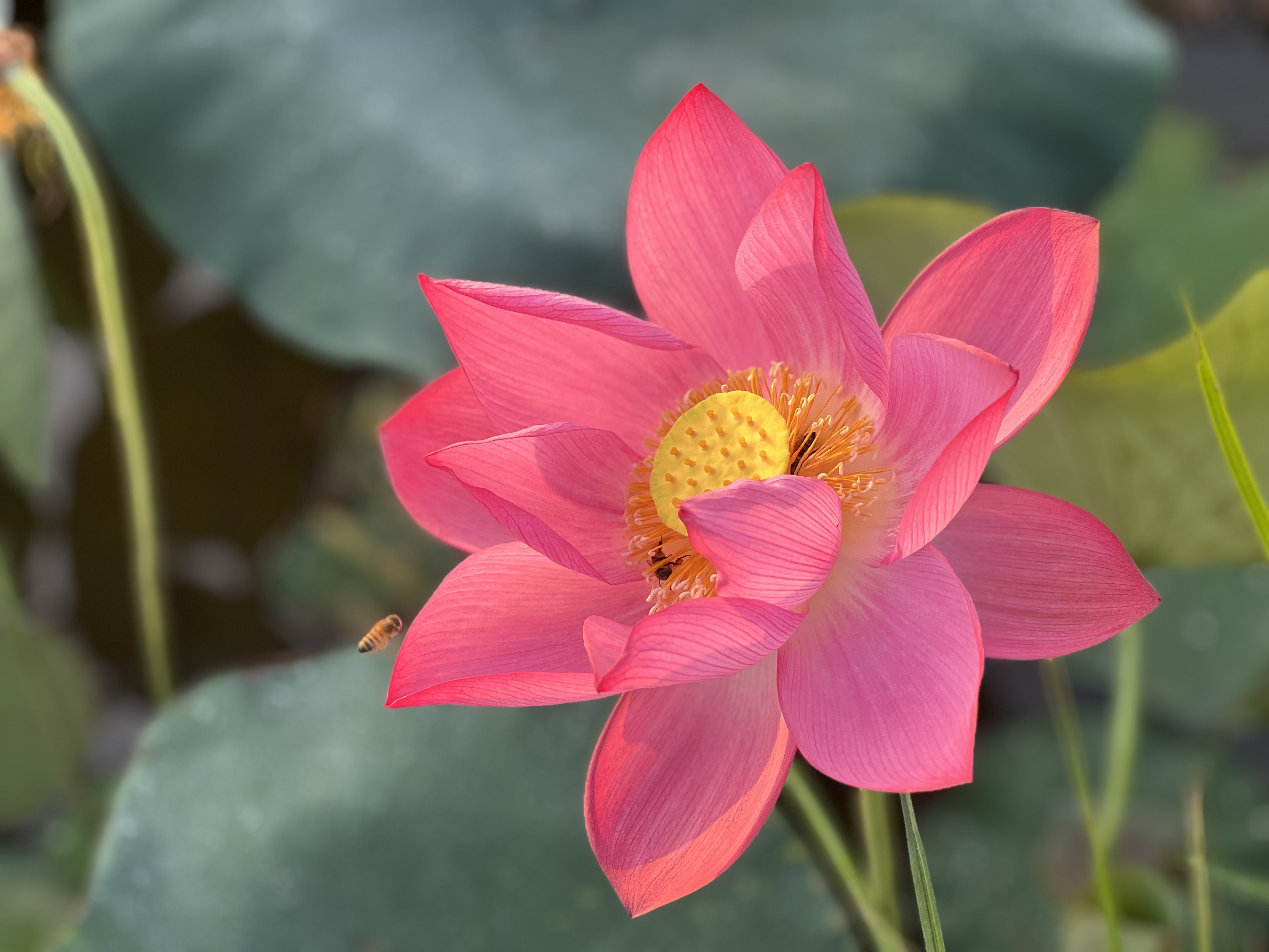 Hue Lotus Festival 2023 to be held from June 23 to 25