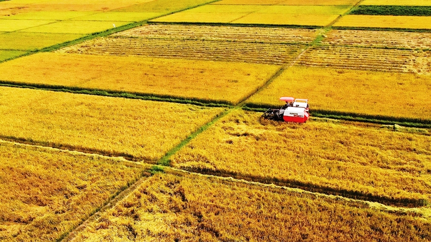 Golden harvest season