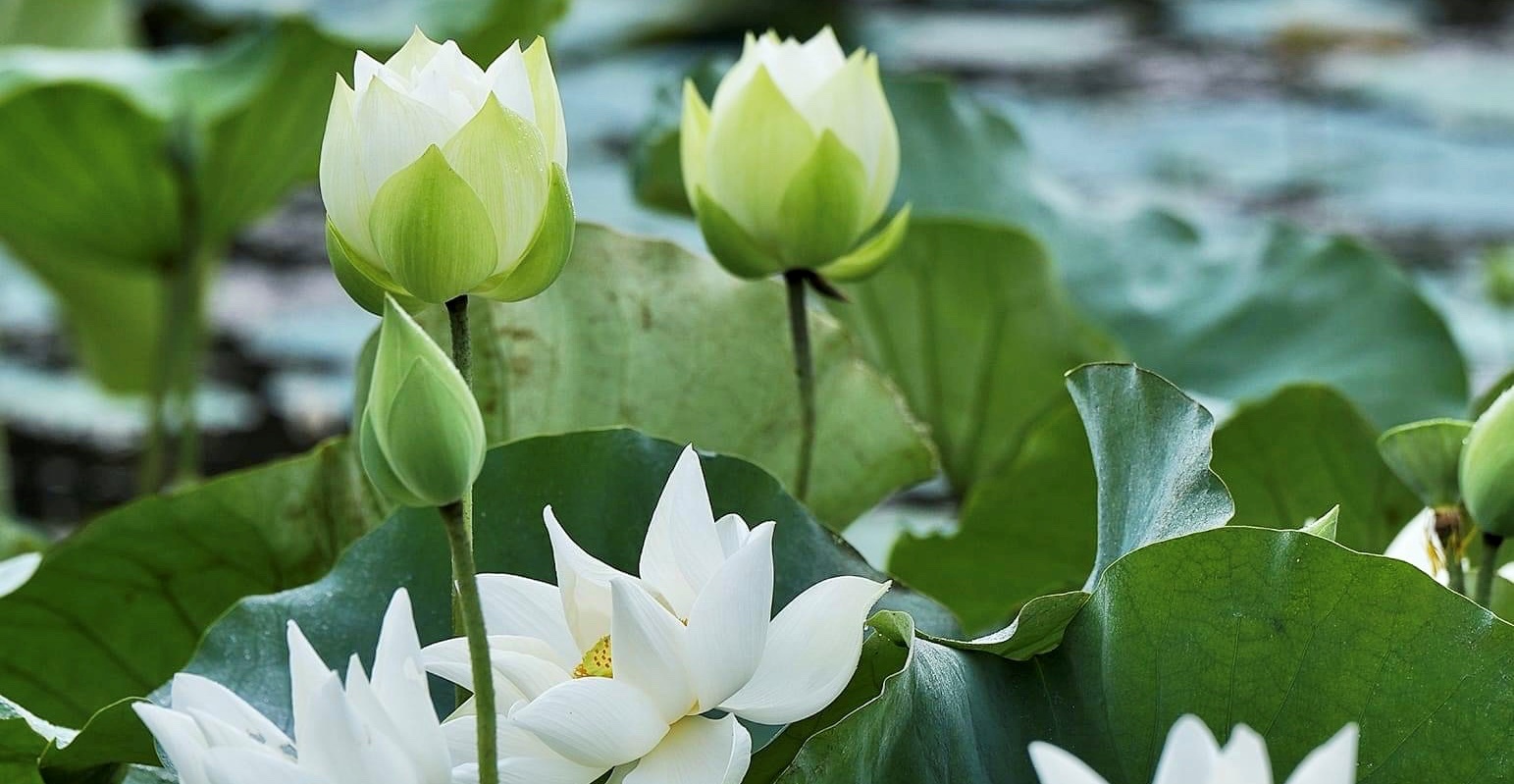 Culture and Tourism news bulletin No 158