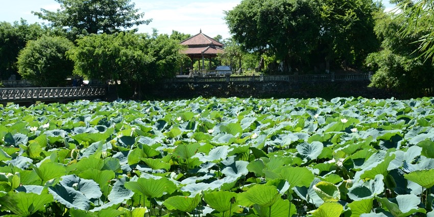 The return of the lotus