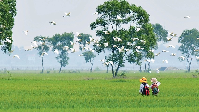 The return of storks