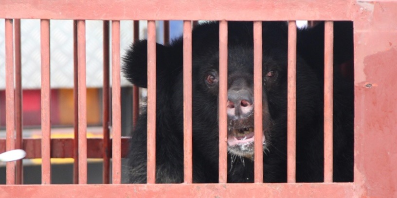 Bach Ma Bear House welcomes its first two bears