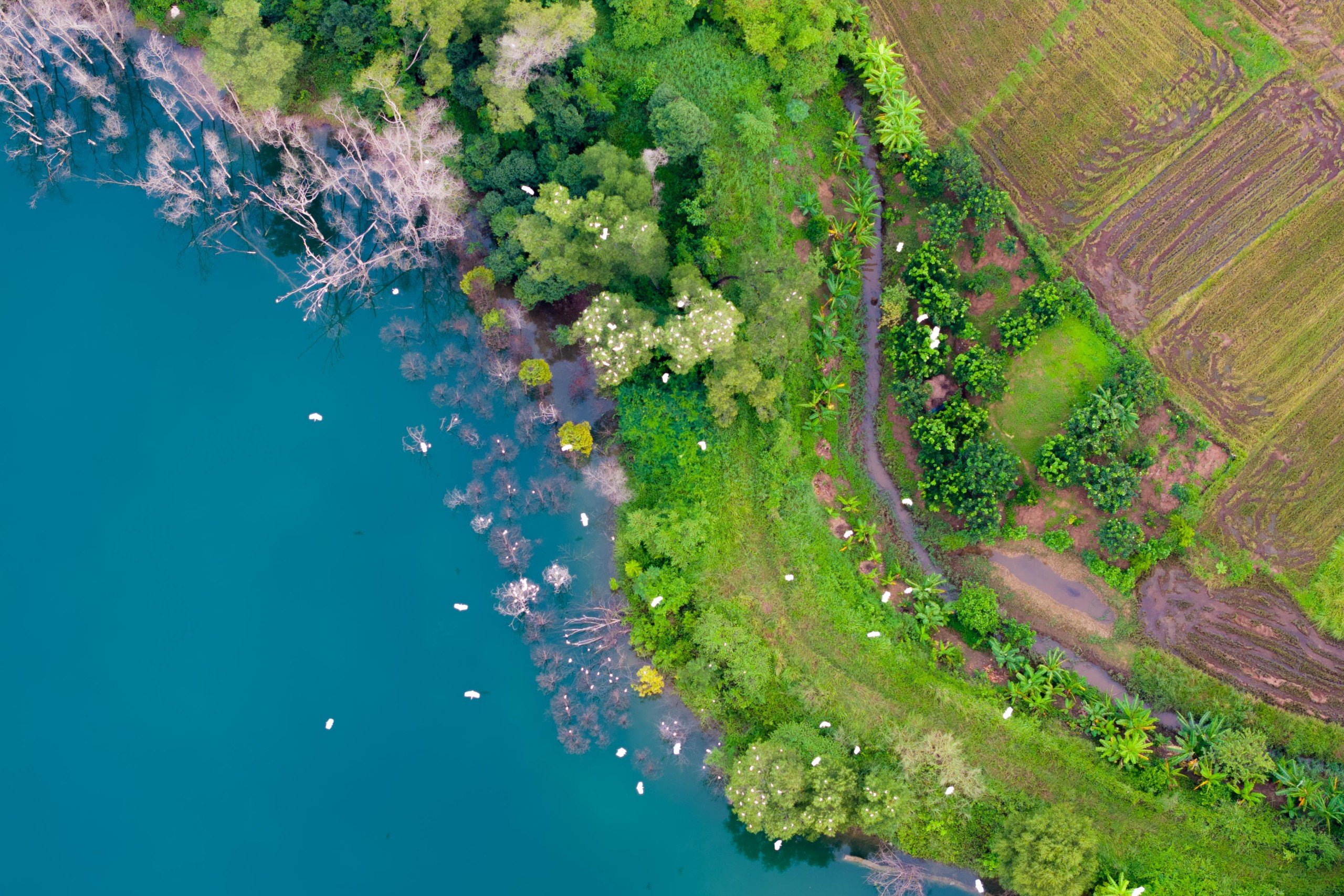 Good land, birds perch