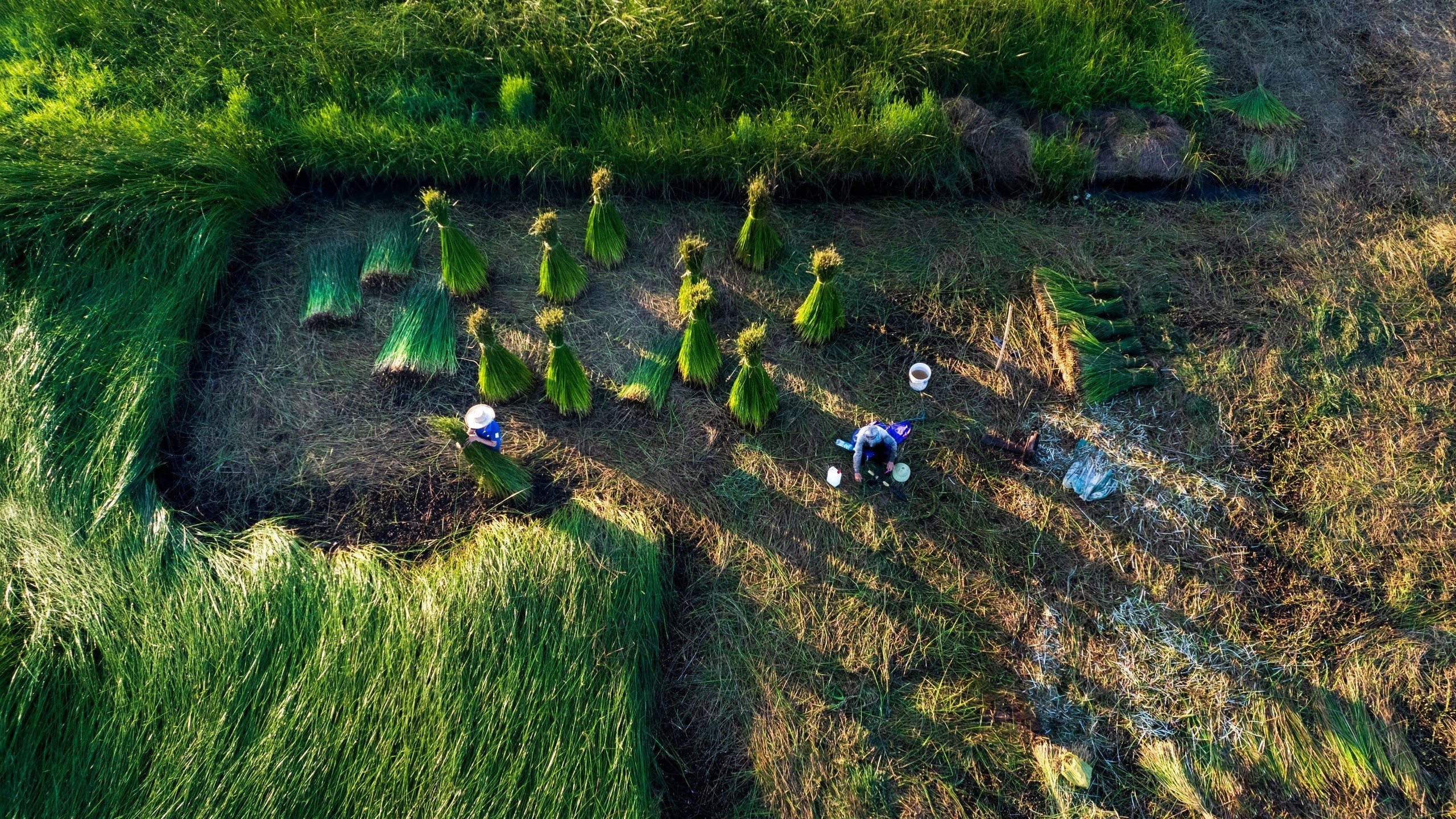 Sunshine on the sedge field
