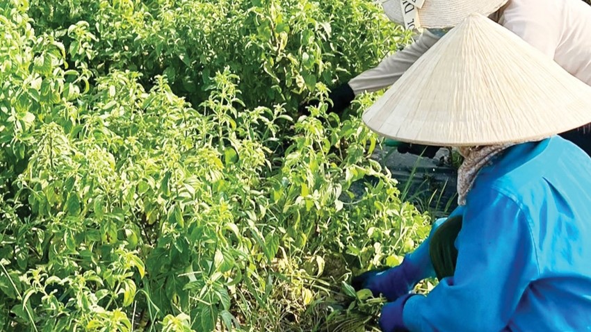 The barren land radiates fragrance