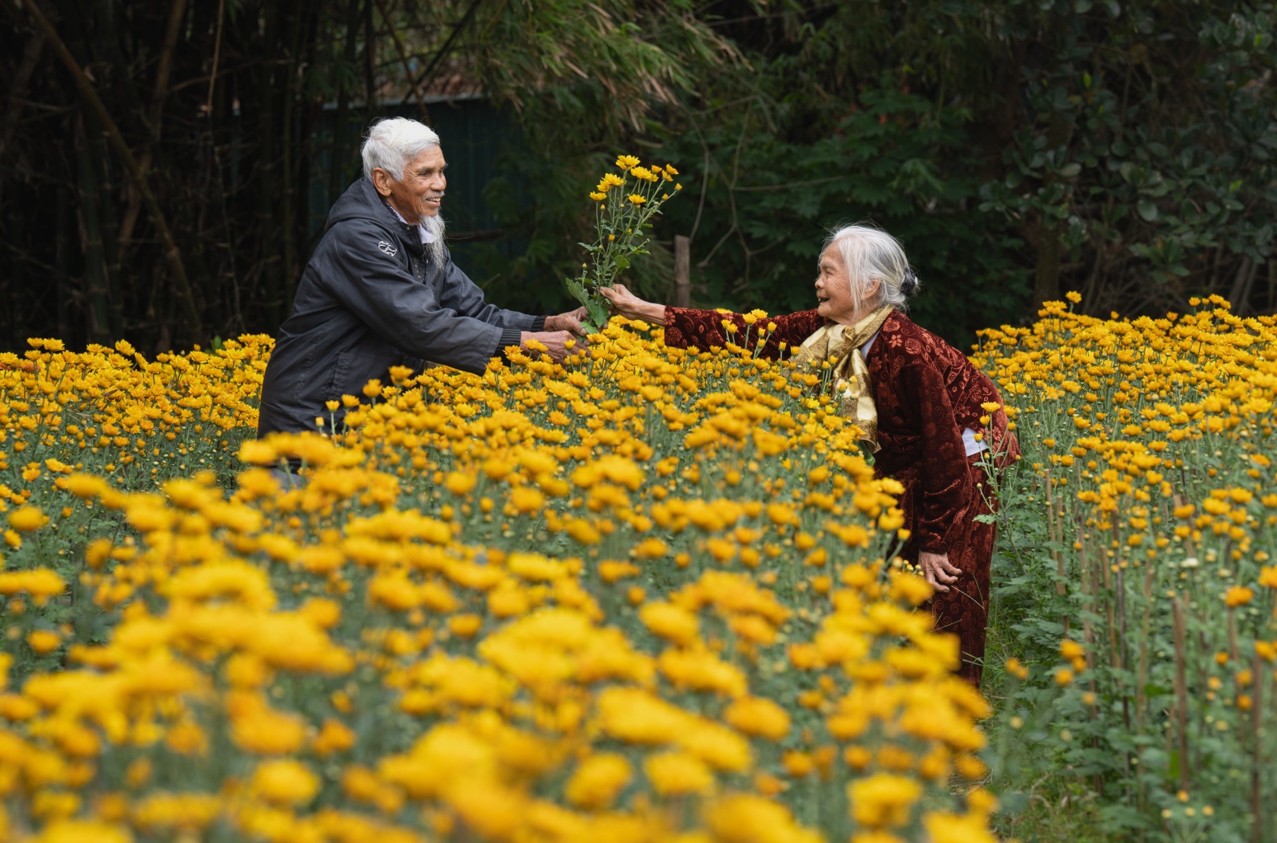 Flowers on Tet holiday