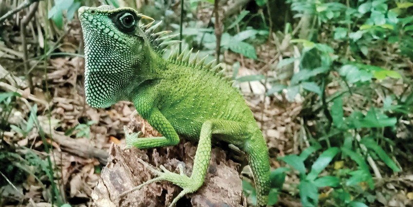 The search for rare dragon