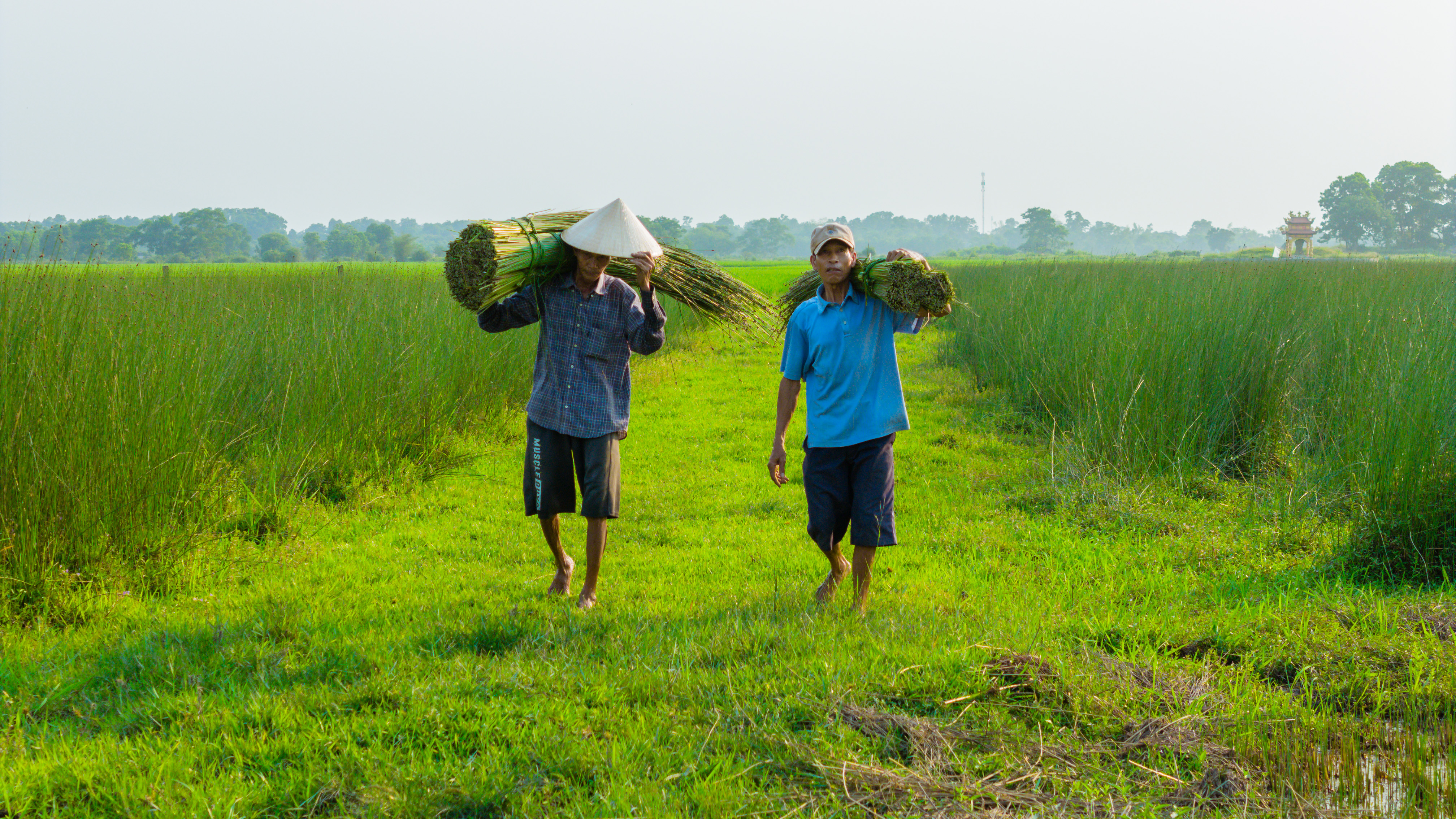 Pho Trach rush village in harvest season