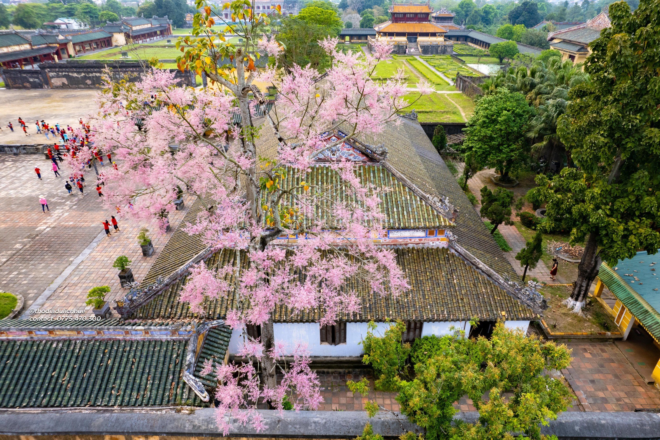 Firmiana simplex flower season