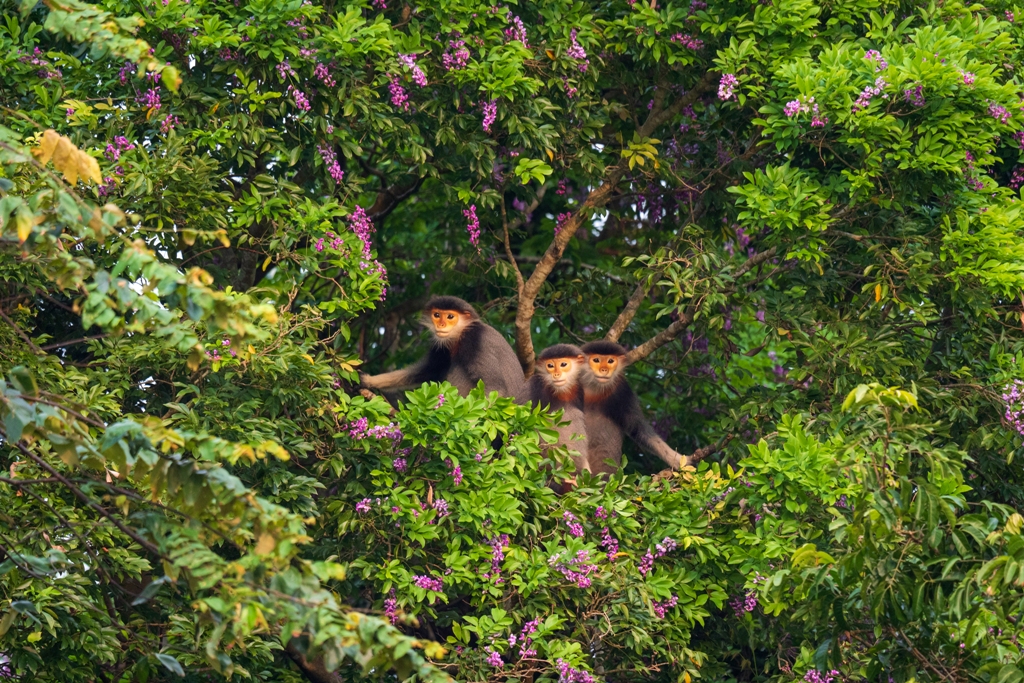 Brown-shanked douc in Son Tra