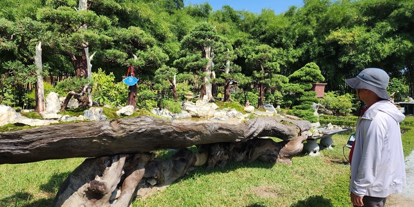 Over 1,000 ornamental plants and orchids on display at Hue Imperial Citadel