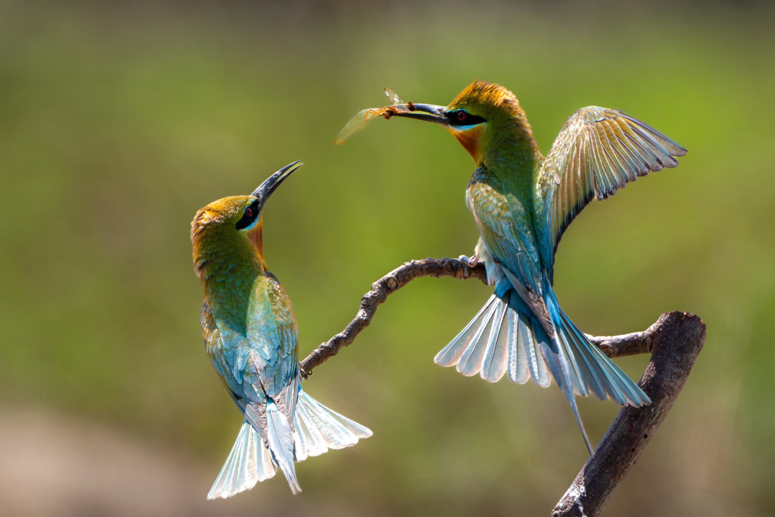 Unique blue-tailed bee-eaters