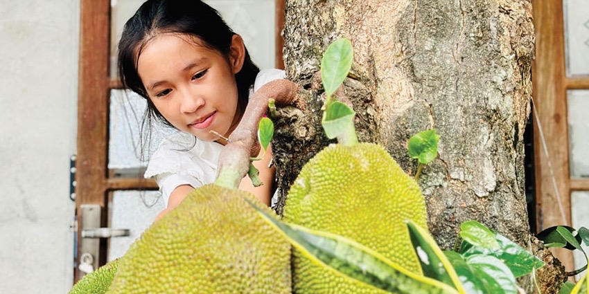 Jackfruit tree in Hue garden