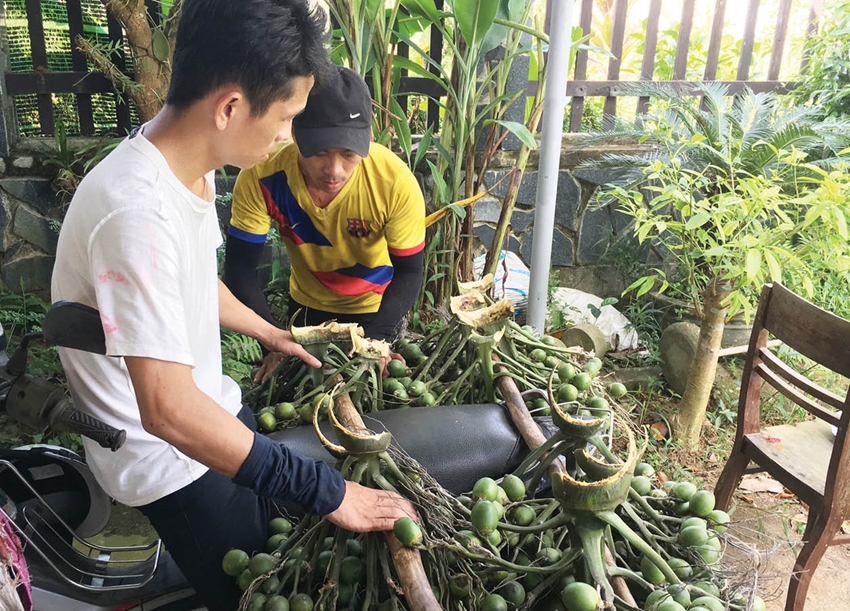 Climbing areca palms in many ways