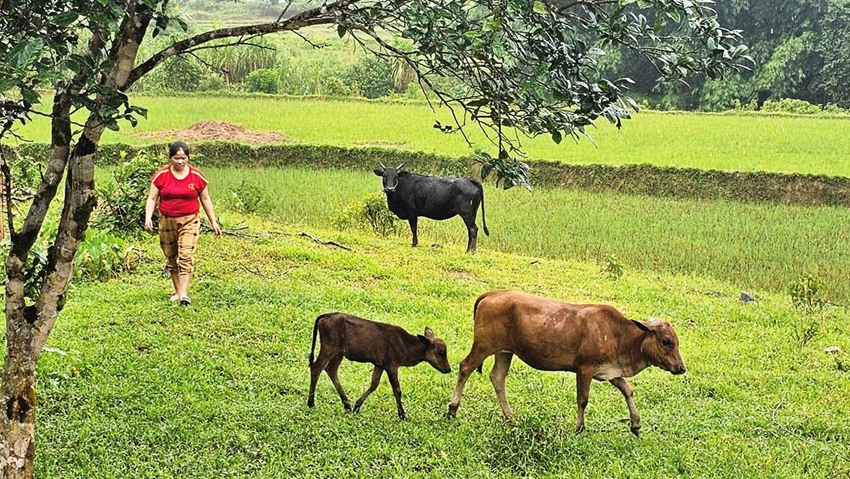 Determined to work and settle in their hometown