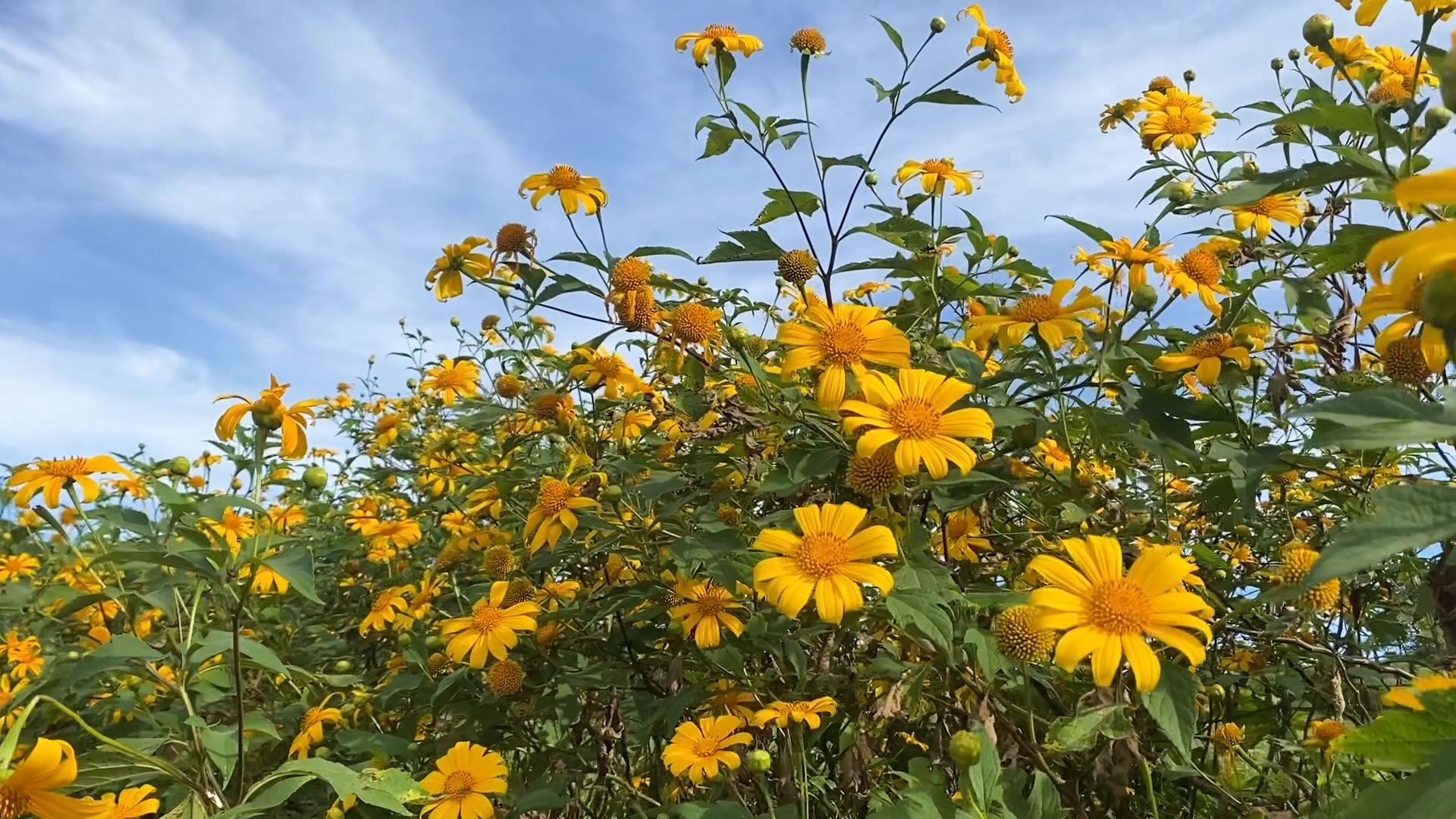 Culture and Tourism news bulletin No 229