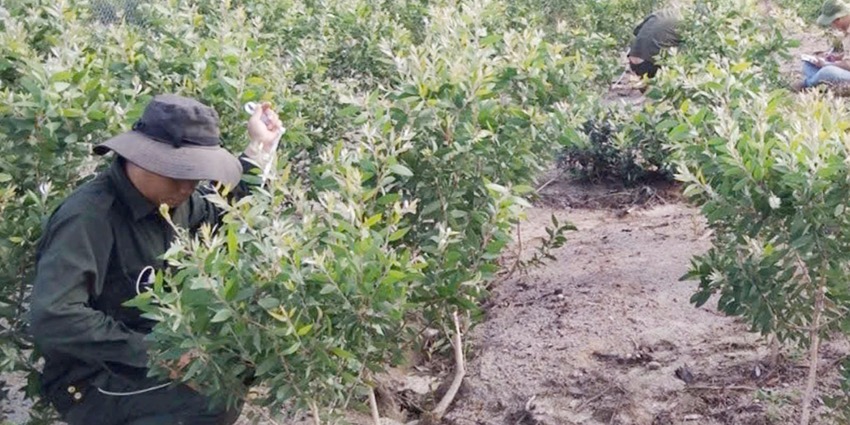 New cajeput essential oil product achieves FSC certification