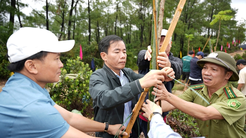 Planting trees to embellish Kim Phung Mountain