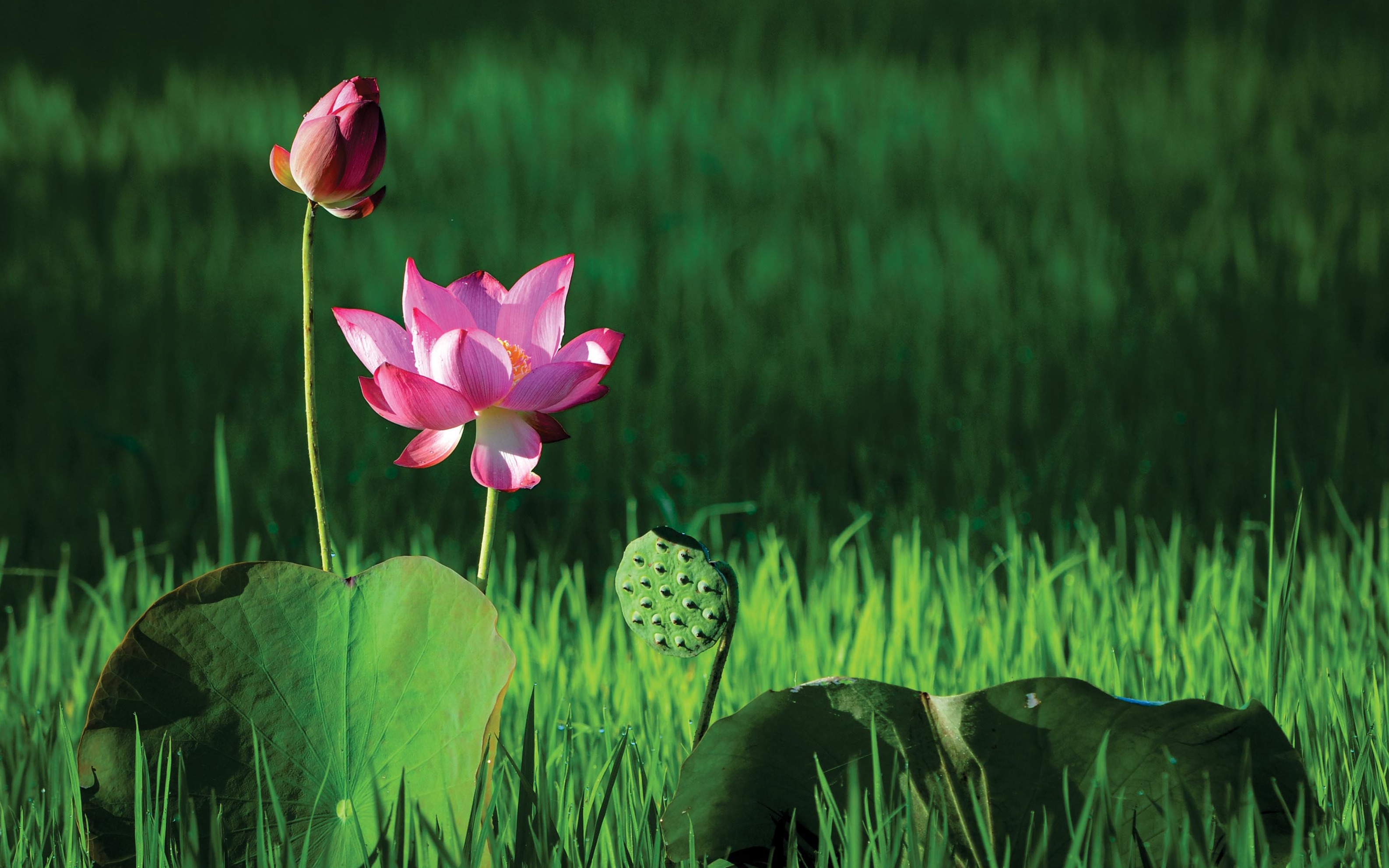 Photo exhibition themed “Life of the lotus”