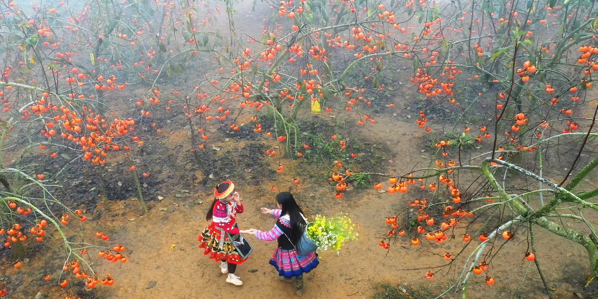 Captivating persimmon gardens of Moc Chau