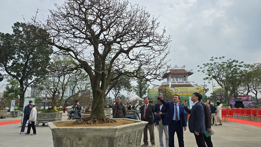 Over 500 masterpieces participate in Hue s Yellow Apricot Festival