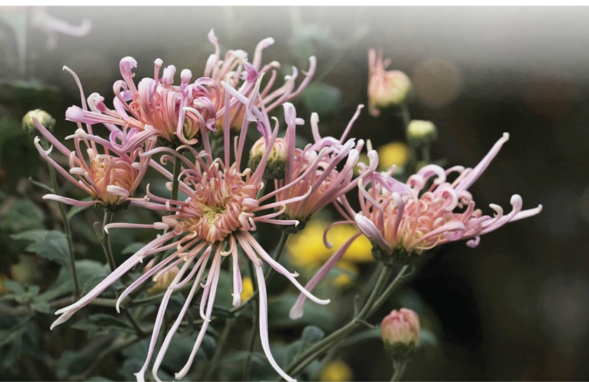 Ancient chrysanthemums… Where are they now