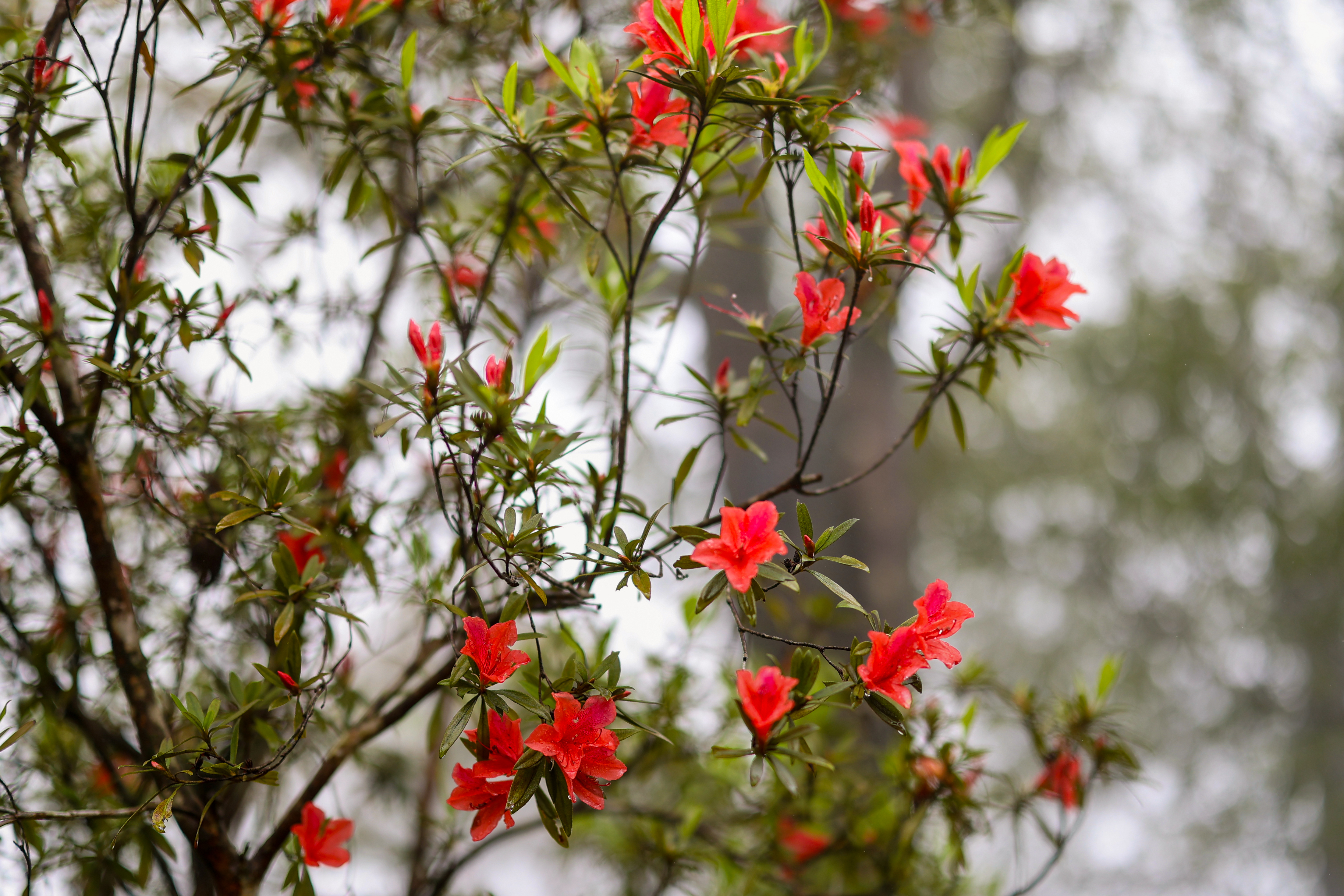 Bach Ma - Spring Flowers bloom