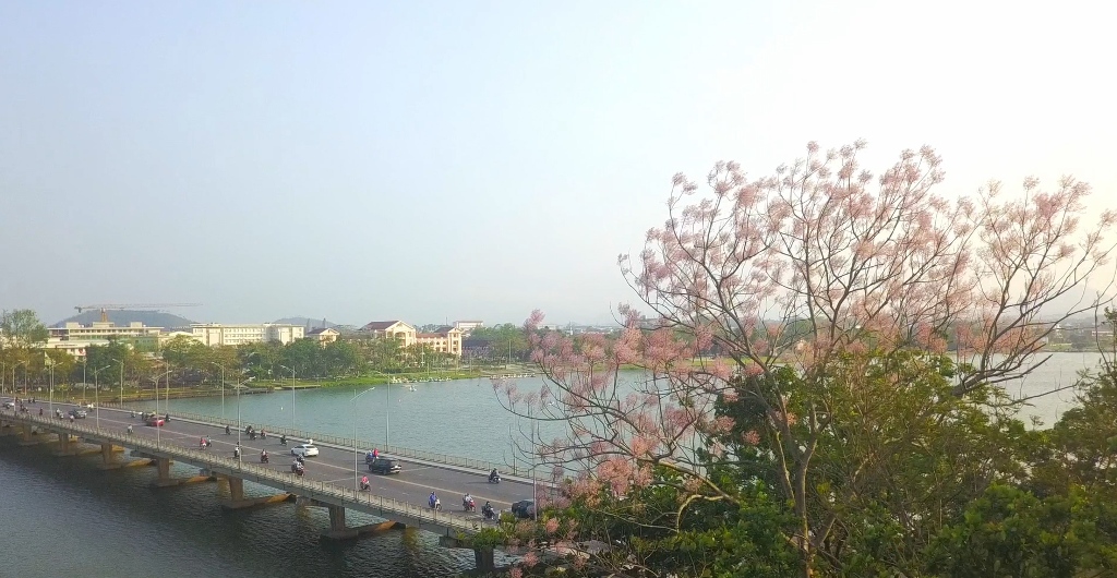 Season of Firmiana simplex trees bloom