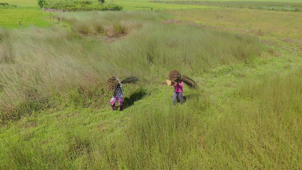 Bàng grass harvest season