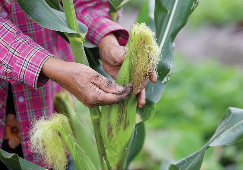 Corns from the sandy land of Ngu My Thanh