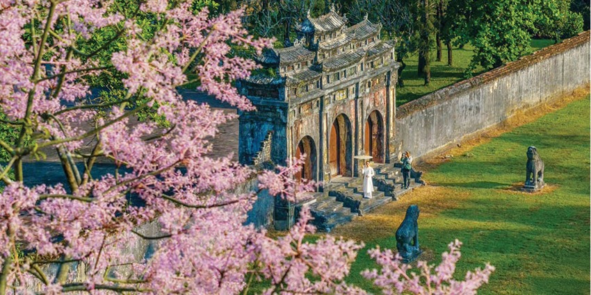 The mystical beauty of the Firmiana simplex