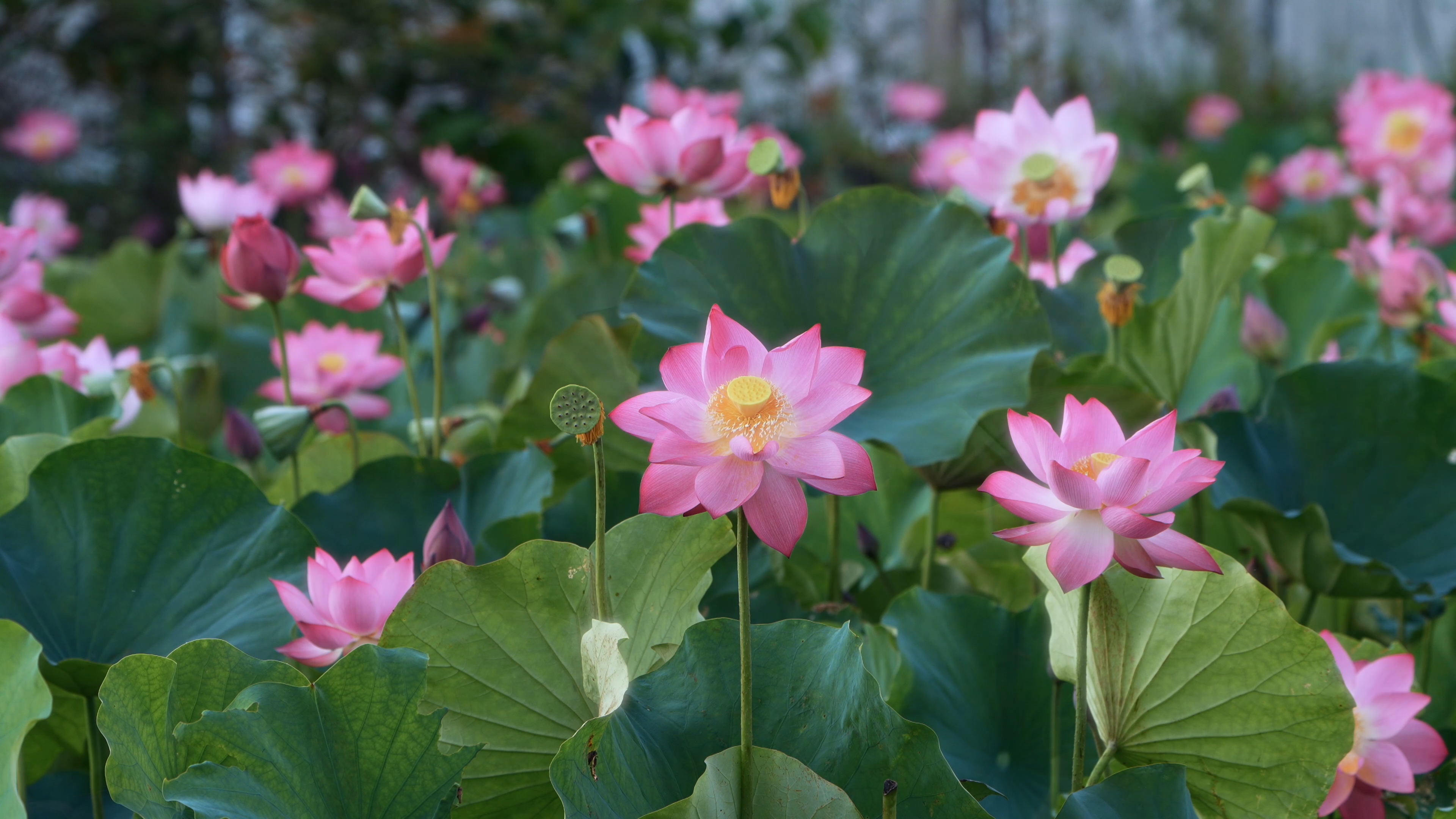 Pure lotus season in Hue