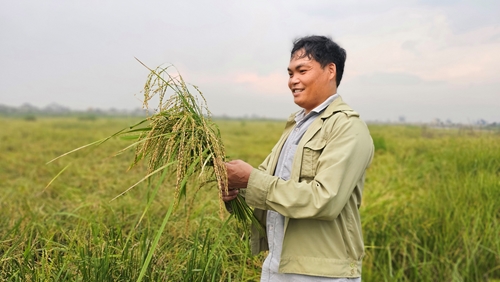 Golden harvest on salty soil