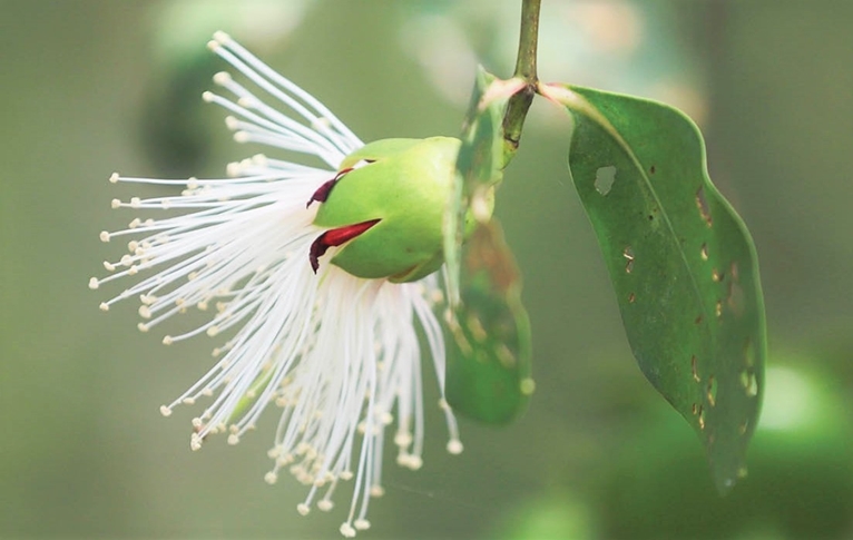 The season of Sonneratia flowers