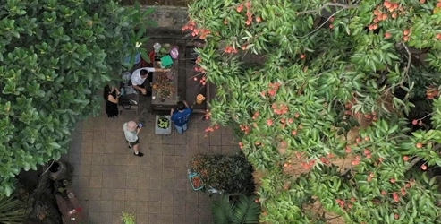 130-year-old lychee tree in My Hoa Cong Palace