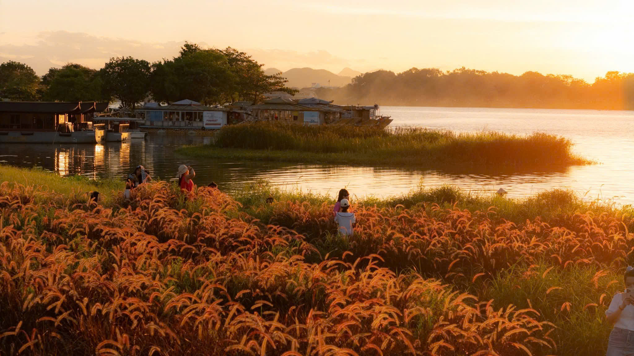 “Check in” at the violet cogon grass field by the Perfume River